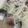 KTmommy's cooksnap of when they made コノシロの甘酢漬け.