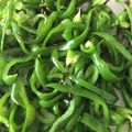 クック78R779☆'s cooksnap of when they made 超簡単☆ピーマンと塩昆布の胡麻油和え.