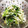 さくさくぱんた's cooksnap of when they made もやしとレタスの洋風ナムル♪.
