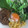 クックHB0OYQ☆'s cooksnap of when they made 牡蠣だし醤油をかけるだけ簡単冷やしうどん.
