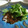 ♪♪ゆきち♪♪'s cooksnap of when they made 鯛の蒸しもの 〜中華風〜.