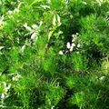 虹色にこり沖縄's cooksnap of when they made 【沖縄】白身魚シイラのケチャップ炒め。.
