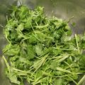 クックIW9V5E☆'s cooksnap of when they made やみつき！！無限パクチー.