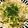 猫のミイヤ's cooksnap of when they made 茗荷タップリさっぱり素麺.