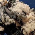 喜八＆Hacchi's cooksnap of when they made お酒に合う！海苔の天ぷら.