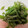ぴんくすいか's cooksnap of when they made 大葉の千切り裏ワザ.