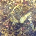 tomsoya's cooksnap of when they made 母の味 高菜の油炒め.