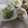 よちりん's cooksnap of when they made 竹輪と胡瓜のさっぱり和え.