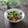 まろんかふぇ's cooksnap of when they made 夏！簡単！焼茄子と茗荷＆大葉ごまだれ和え.