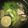 クックYFGU1I☆'s cooksnap of when they made たっぷり野菜をいただく！すだち豚しゃぶ.