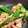 クックWW100Y☆'s cooksnap of when they made オクラとベーコンとシメジのバター醤油炒め.