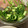 みみず◎'s cooksnap of when they made ほうれん草とおろし大根のおひたし.