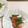 ☆yopipi's cooksnap of when they made 白だしで作る｜かけるだけの冷やしトマト.