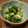 ☆baobab☆'s cooksnap of when they made 簡単1品☆胡瓜と大葉の味噌和え.