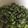 クック78R779☆'s cooksnap of when they made かぶの葉とじゃこの塩昆布あえ.
