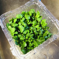 azbjbn's cooksnap of when they made カイワレ大根の種ガラの取り方.