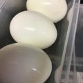葉月優希's cooksnap of when they made 時短簡単＊少ないお水で、茹で卵を作る方法.