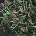 12aloe26's cooksnap of when they made サバ缶でサラダ♪とまらない！.