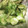 クック7JKL9R☆'s cooksnap of when they made しらすときゅうりの和え物.
