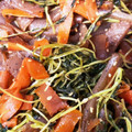 ほおこ♪'s cooksnap of when they made 豆苗と人参とこんにゃくのきんぴら.