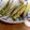 向日葵くっく's cooksnap of when they made 食材1つ☆下茹でなし！オクラのチーズ焼き.