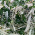 クックJTD4XQ☆'s cooksnap of when they made モロヘイヤとオクラと大根の和え物.