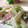1630412's cooksnap of when they made うどシリーズ　うどとレタスのマヨサラダ.