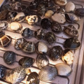 そらいろ猫's cooksnap of when they made ★あさりの砂抜き方法★.