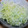 ありさ☆☆☆'s cooksnap of when they made キャベツの千切りの仕方.