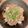 ♡♡（＾Ｏ＾）♡♡'s cooksnap of when they made すき家♡かつぶしオクラ牛丼のオクラ.