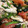 shan0625's cooksnap of when they made 豚ばらとトマトとほうれん草の炒め物.