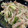ガノッチ's cooksnap of when they made 白もつと野菜の塩麹炒め.