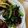 凪なぎ's cooksnap of when they made 小松菜とにんじんの海苔和え.
