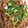 kawa♡'s cooksnap of when they made ご飯がすすむ！もやしと鶏皮の甘辛味♡.