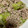 no1642's cooksnap of when they made 和風あん(濃)でレタスのひき肉あんかけ.