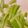 クックHJB3B6☆'s cooksnap of when they made ピーマンの冷凍保存.
