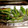 けーこころん's cooksnap of when they made トースターで簡単♪しし唐のマヨ乗せ焼き★.