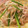 ★りなんち★'s cooksnap of when they made 簡単絶品・豚肉とニンニクの芽の塩炒め.
