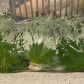 大熊猫さん's cooksnap of when they made 青しそ（大葉）の保存方法.