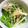 ☆yopipi's cooksnap of when they made きのこと水菜の和風サラダ✿.