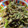 ＭＩ−ＳＡＮ's cooksnap of when they made ピーマンとなすの炒めもの♪焼肉マヨ味.