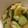 gakky's cooksnap of when they made キャベツとキュウリの梅和え漬物.