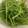 クックHJPQ9C☆'s cooksnap of when they made サツマイモ茎の下処理.