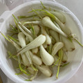 ★みーちゃんママ★'s cooksnap of when they made 島らっきょうの下処理方法.