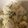 料理修行中・・・'s cooksnap of when they made ルクルーゼで炊く　ほっくほくの栗ご飯♪.