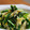 ベビーチョコ's cooksnap of when they made ☆ほっと和むしらすニラ玉☆.