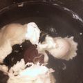 Marmo's cooksnap of when they made 簡単失敗しないポーチドエッグ.