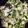 クック2H9MD0☆'s cooksnap of when they made 味染み！トチギのだし.