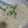 ひっこ's cooksnap of when they made ◆ネギと卵のお粥◆七草粥の代わりにも.
