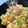 しげその's cooksnap of when they made 海老たま炒め.